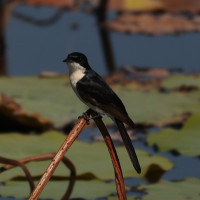 Paperbark Flycatcher